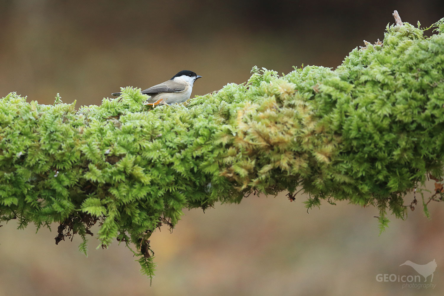 Marsh tit / sýkora babka (Parus palustris)