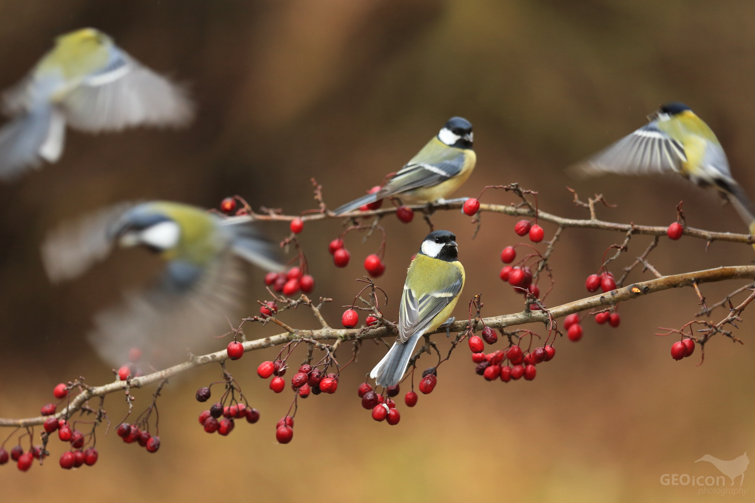 Great tit / sýkora koňadra (Parus major)