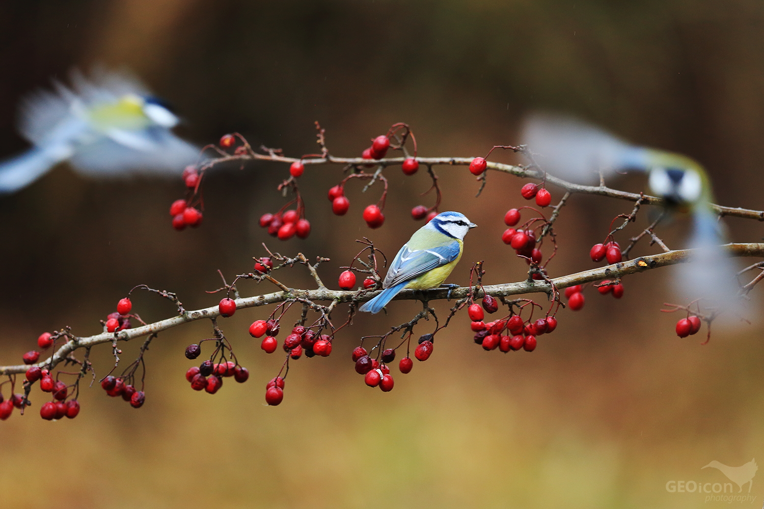 Blue tit / sýkora modřinka (Parus caeruleus)