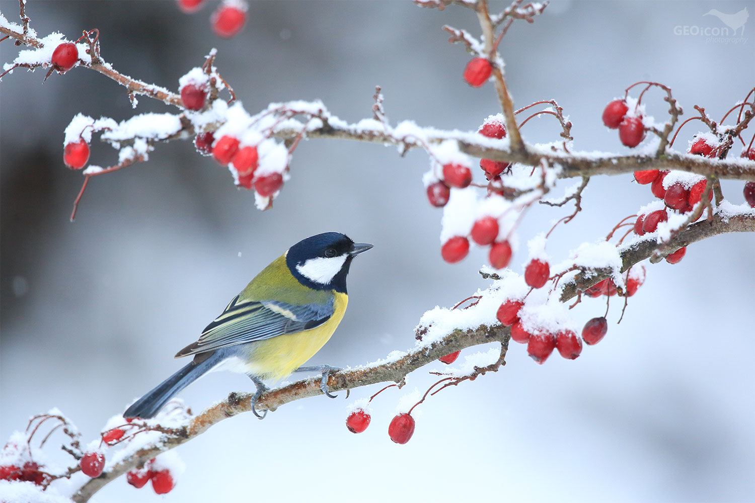 Great tit / sýkora koňadra (Parus major)