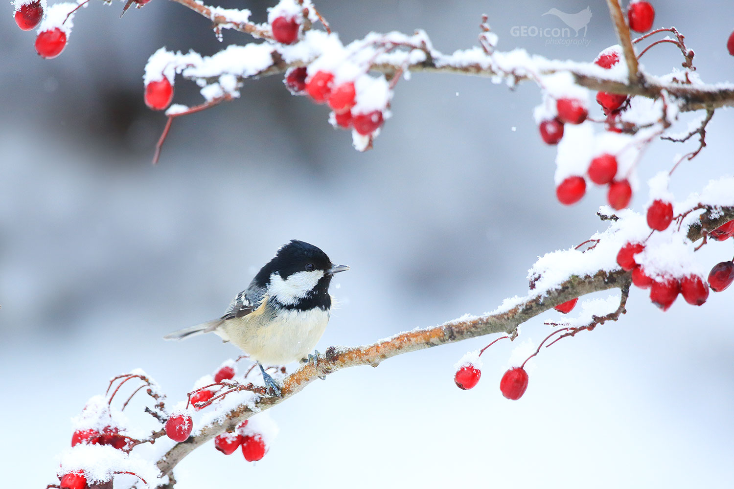 Coal tit / sýkora uhelníček (Parus ater)