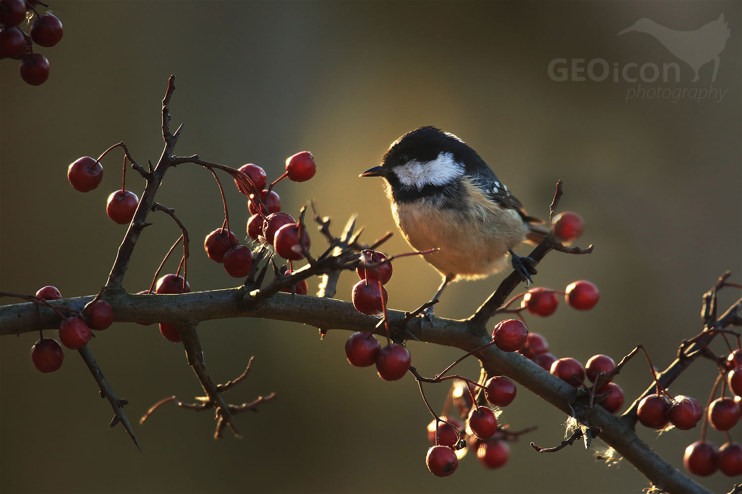 Coal tit / sýkora uhelníček (Parus ater)