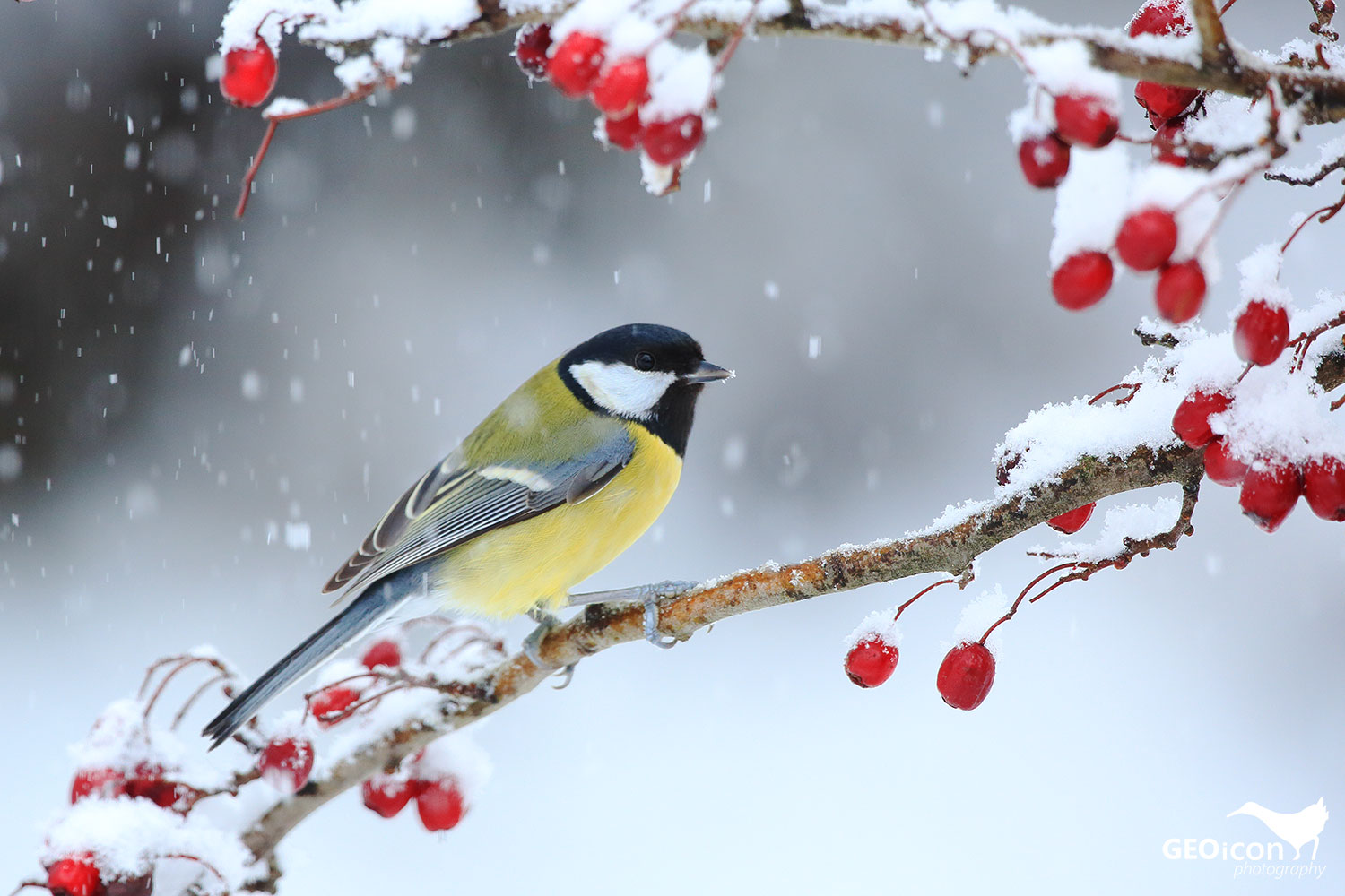 Great tit / sýkora koňadra (Parus major)