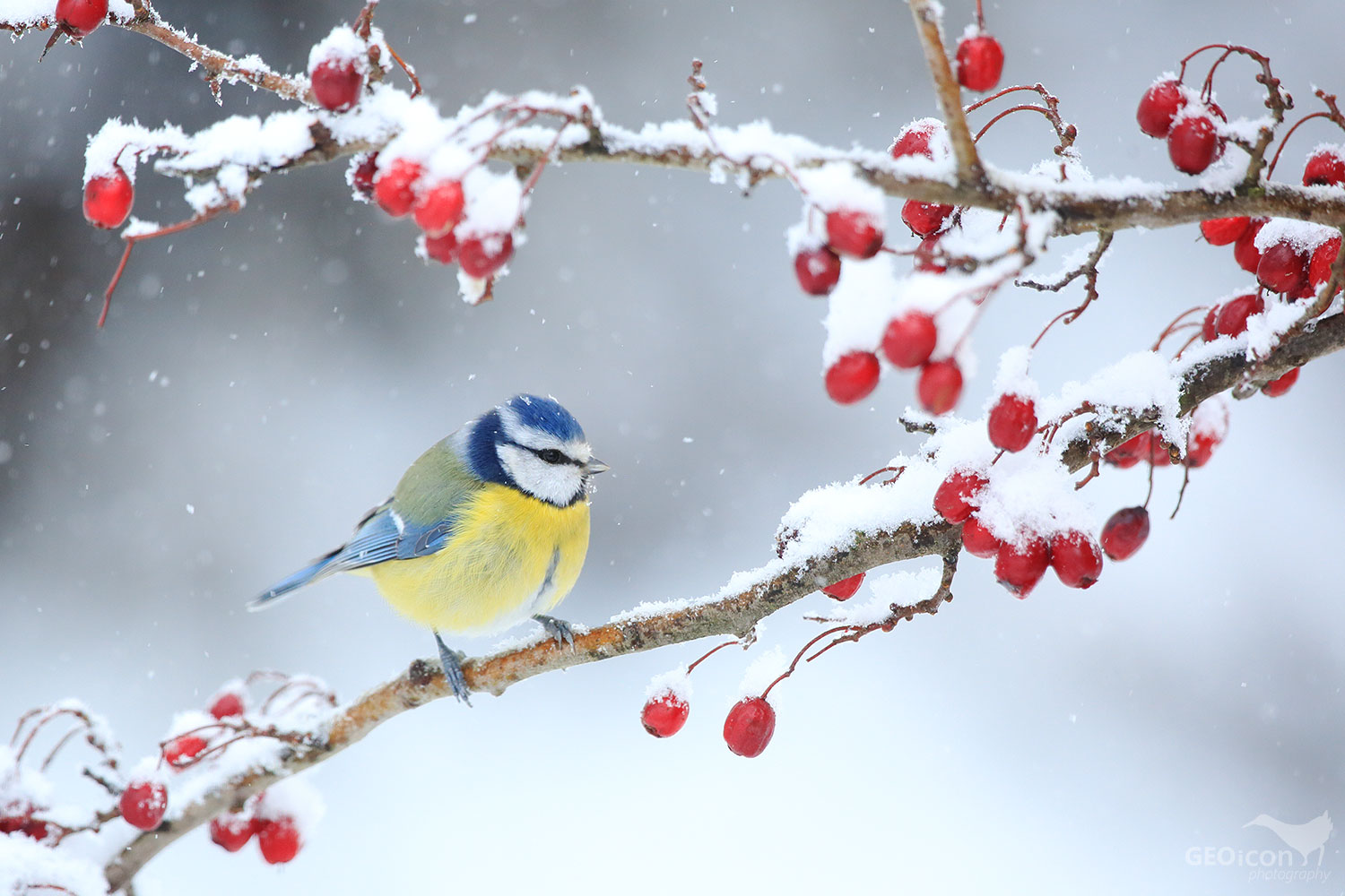 Blue tit / sýkora modřinka (Parus caeruleus)