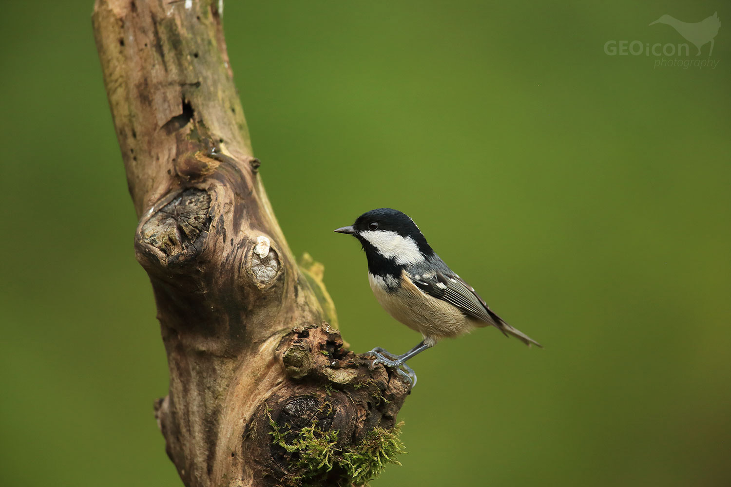 Coal tit / sýkora uhelníček (Parus ater)