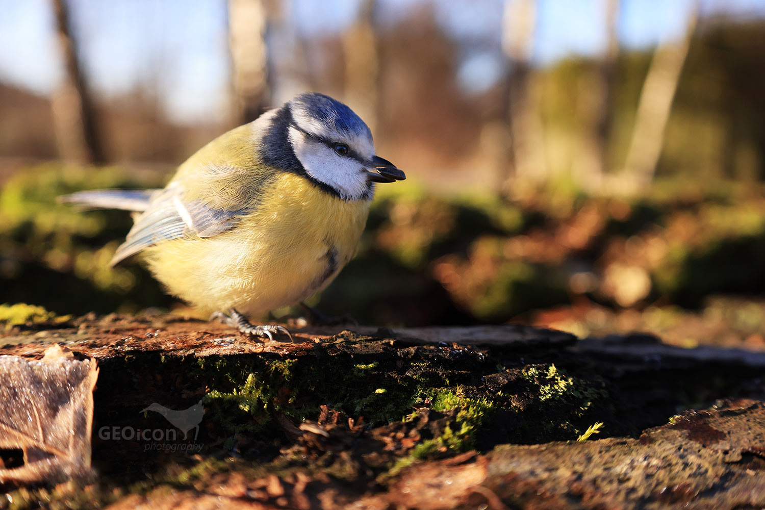 Blue tit / sýkora modřinka (Parus caeruleus)