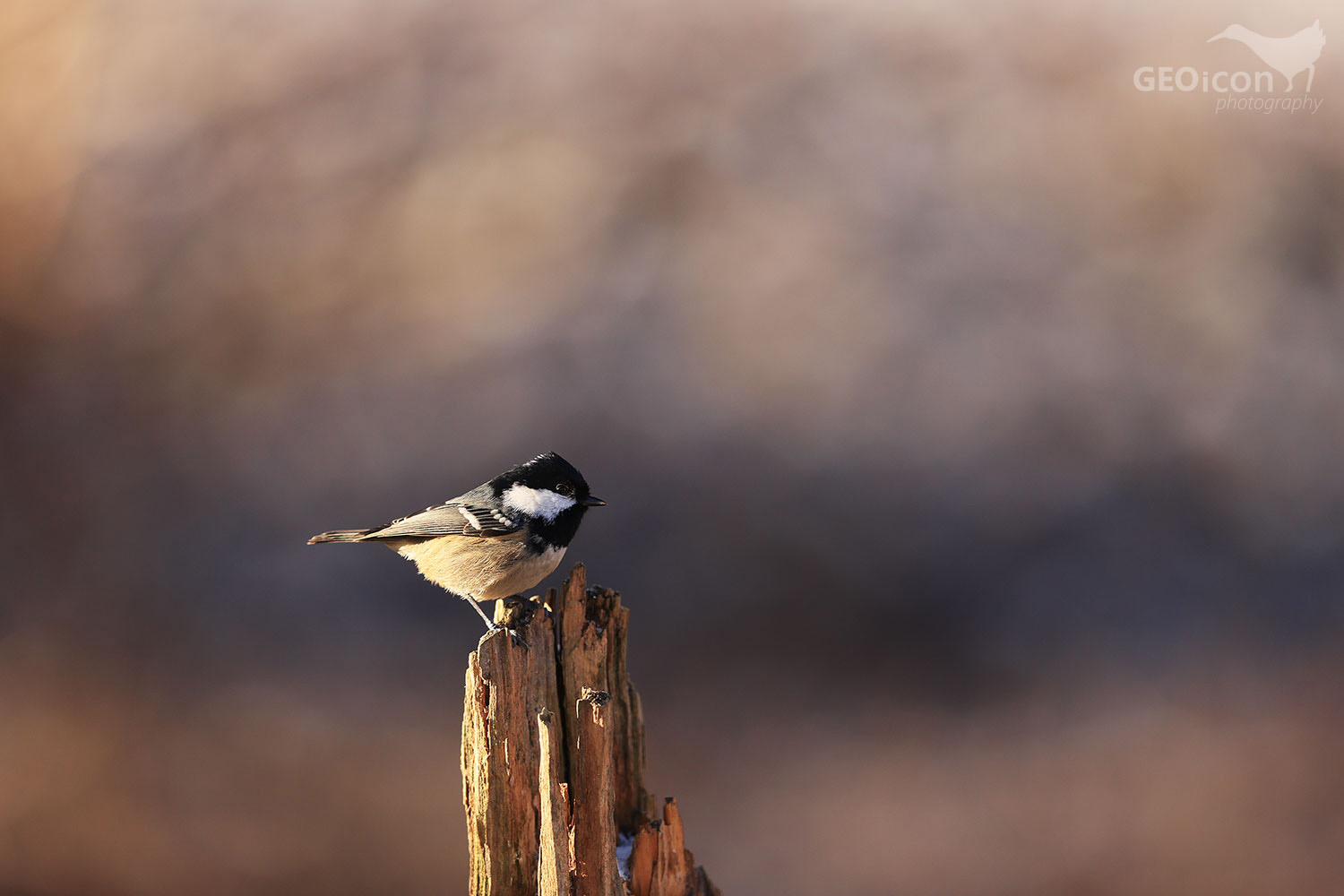 Coal tit / sýkora uhelníček (Parus ater)