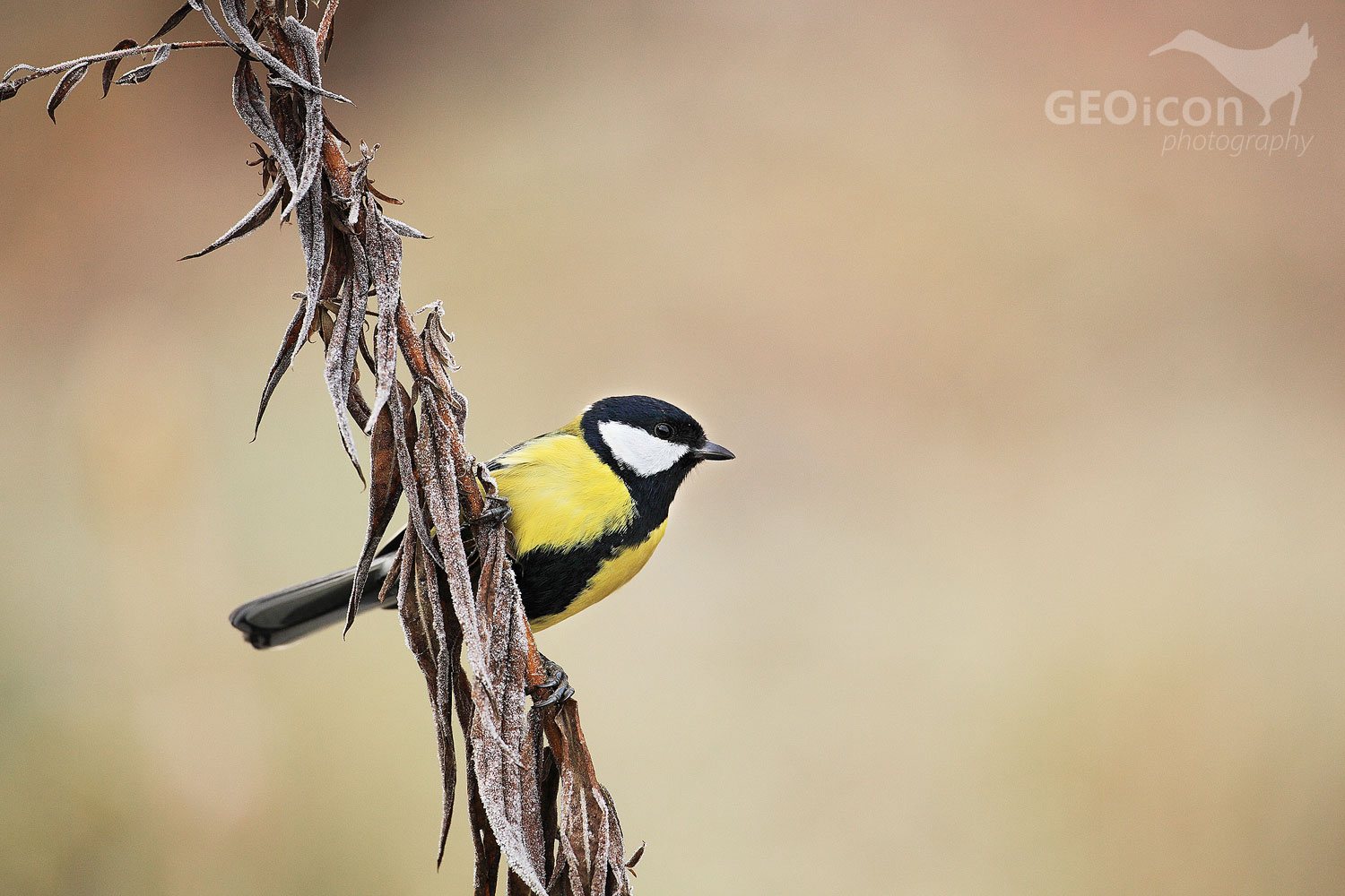 Great tit / sýkora koňadra (Parus major)