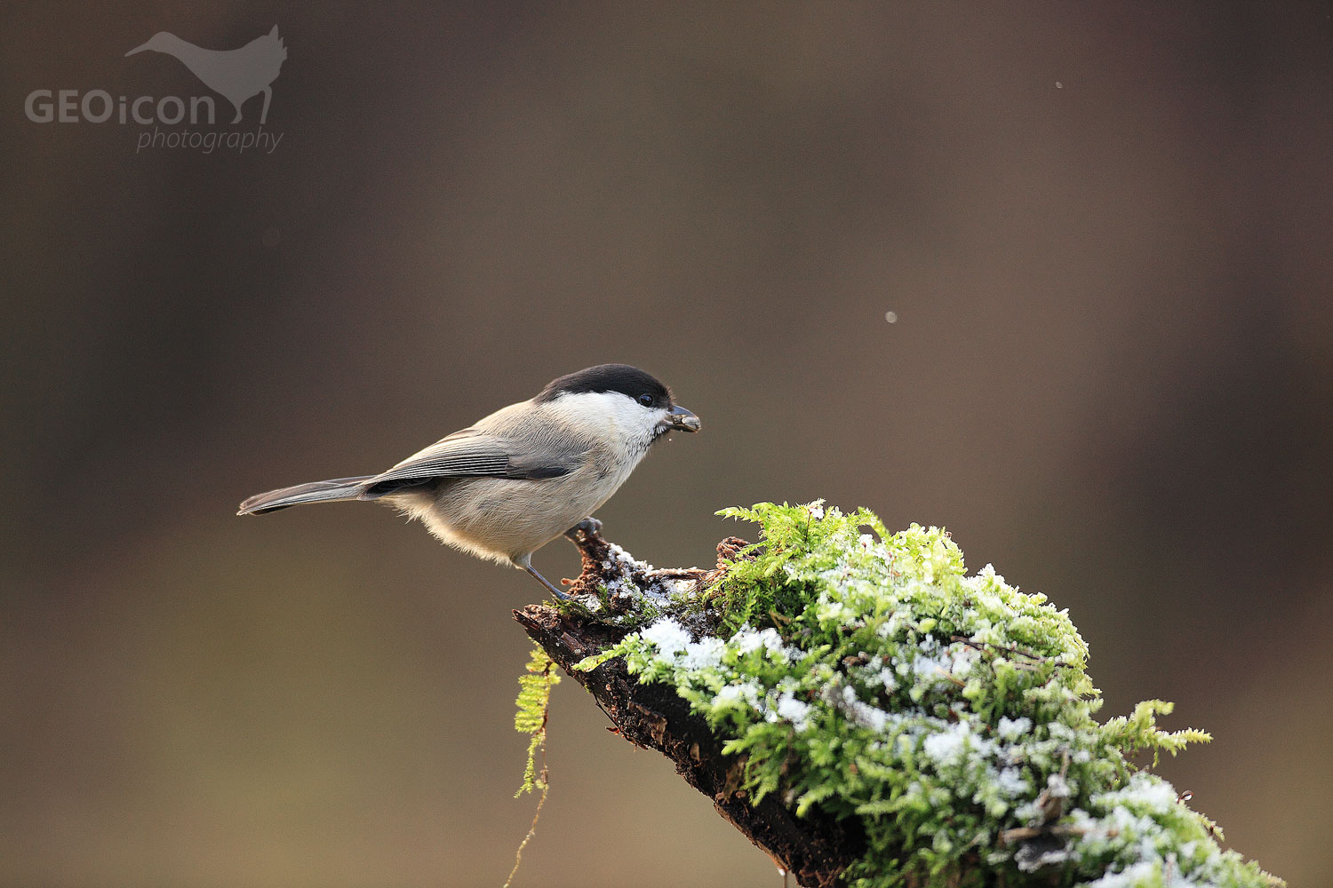 Marsh tit / sýkora babka (Parus palustris)