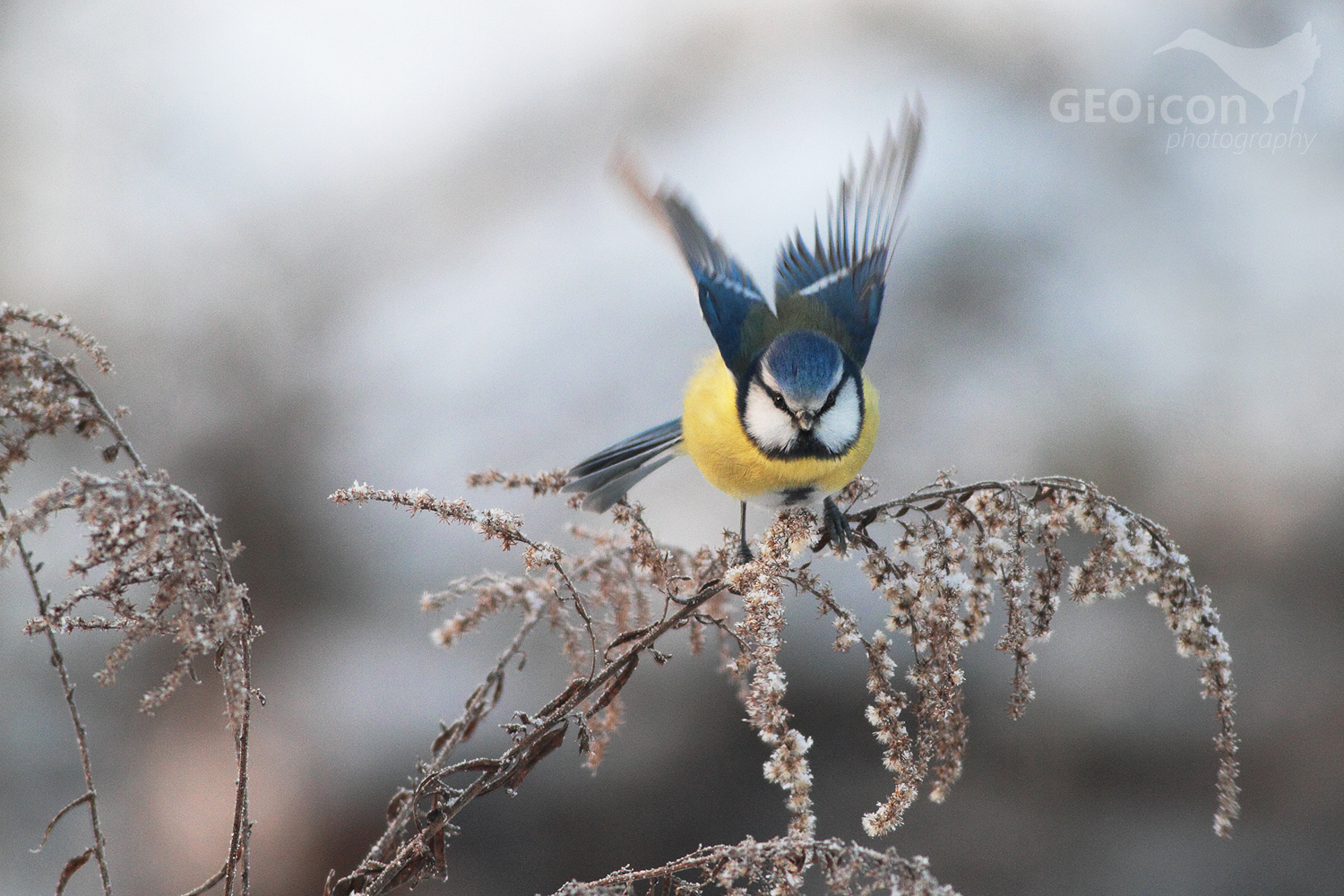 Blue tit / sýkora modřinka (Parus caeruleus)
