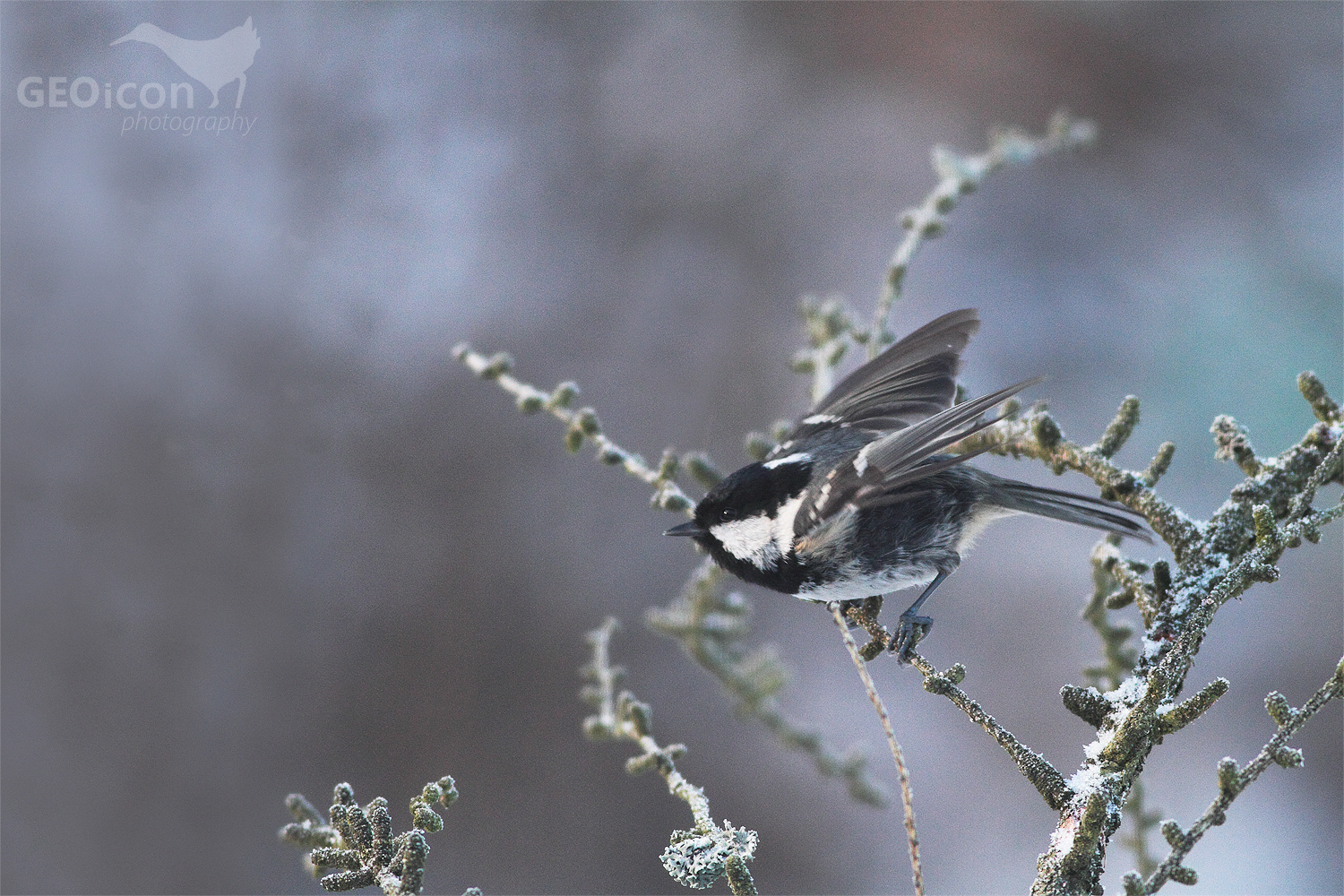 Coal tit / sýkora uhelníček (Parus ater)