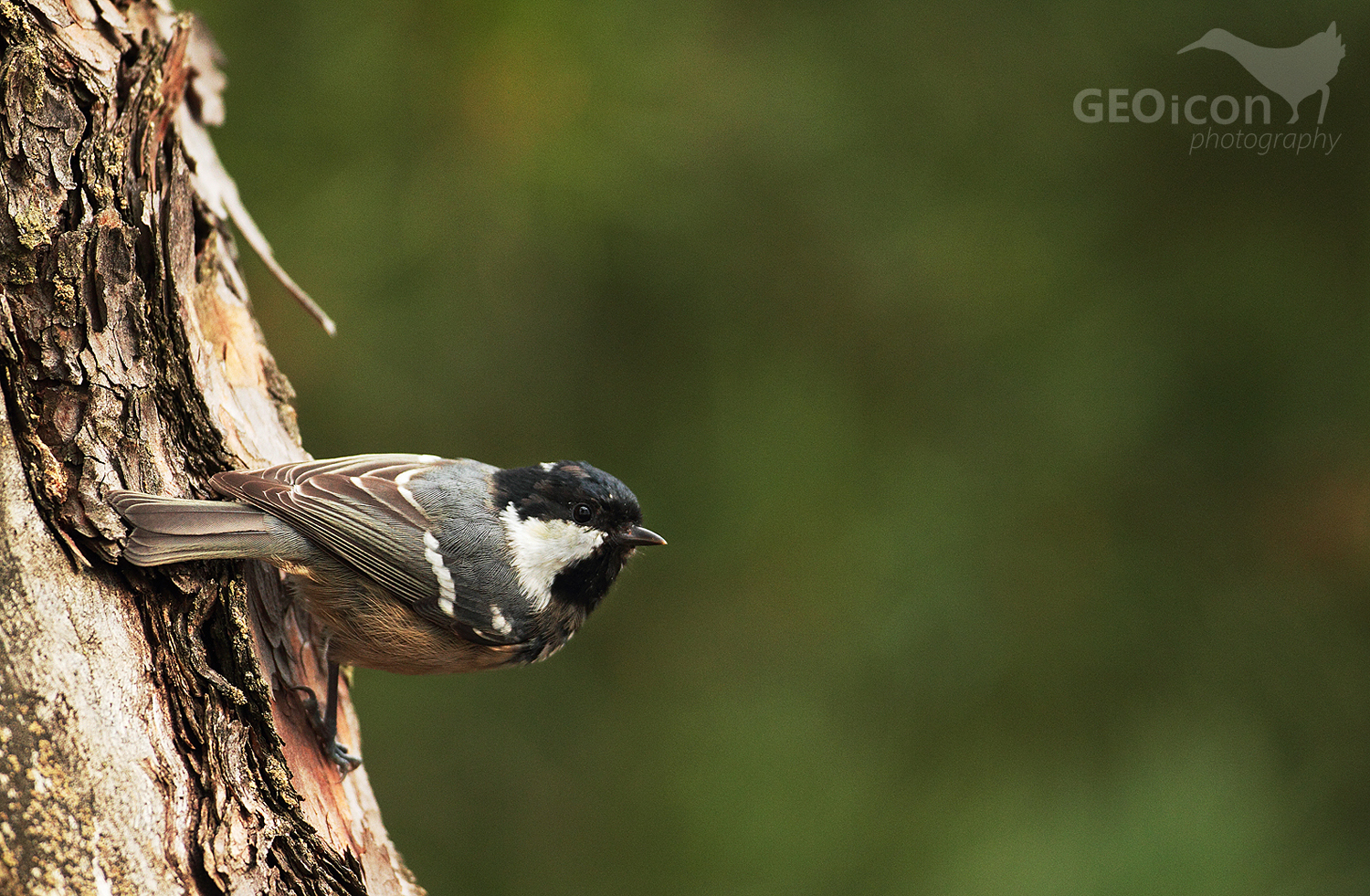 Coal tit / sýkora uhelníček (Parus ater)