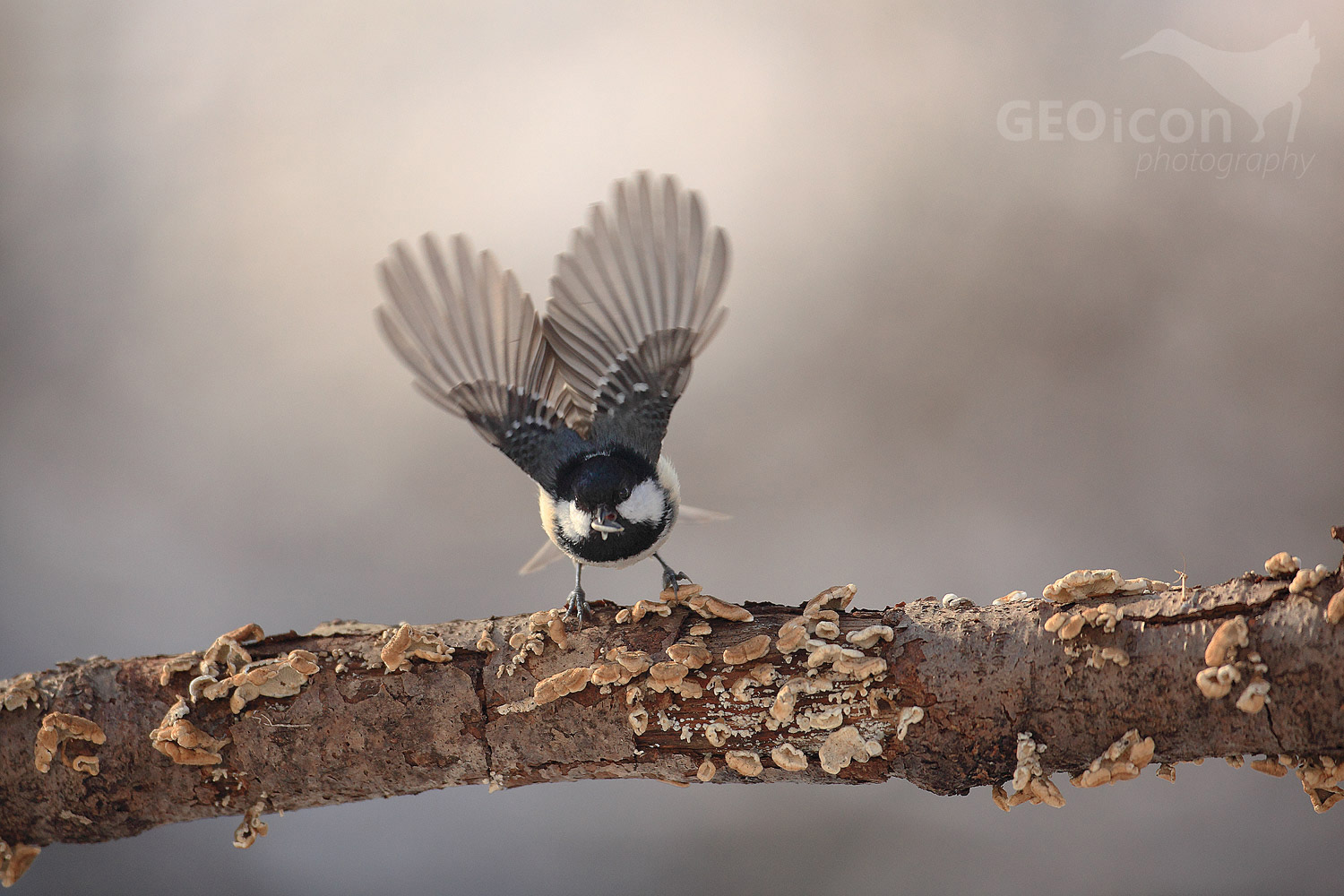 Coal tit / sýkora uhelníček (Parus ater)