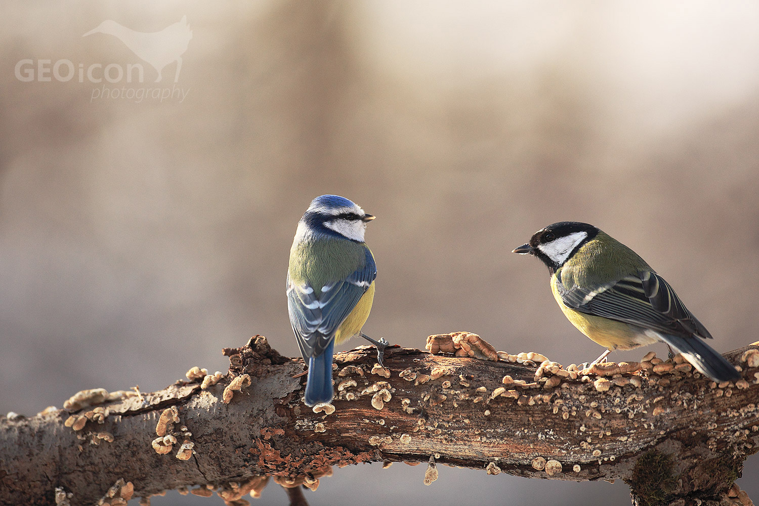 Blue tit / sýkora modřinka (Parus caeruleus)
