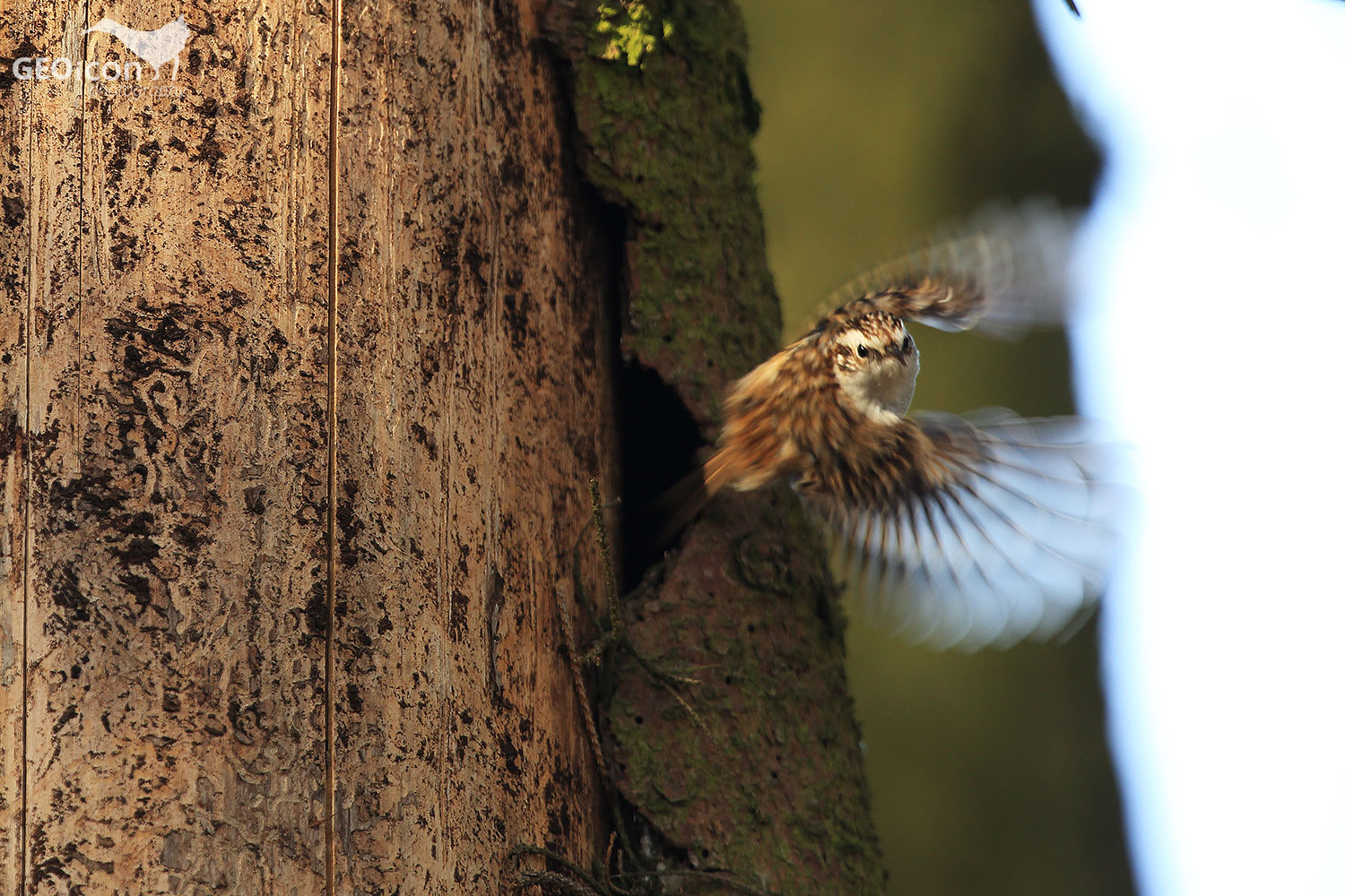 Short-toed treecreeper / šoupálek krátkoprstý (Certhia brachydactyla)