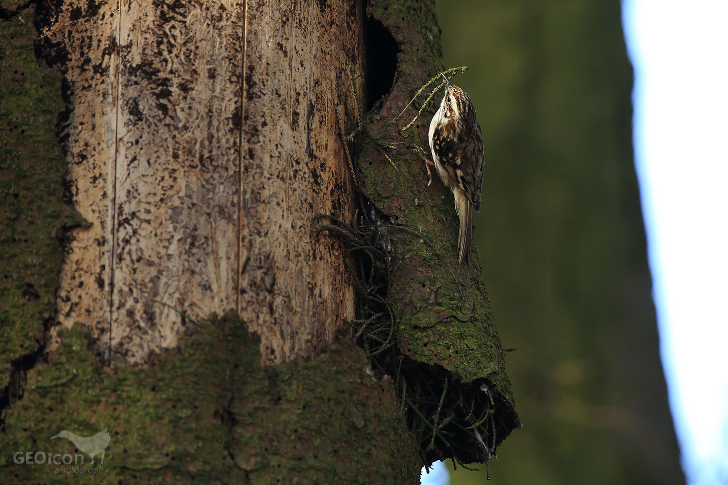 Short-toed treecreeper / šoupálek krátkoprstý (Certhia brachydactyla)