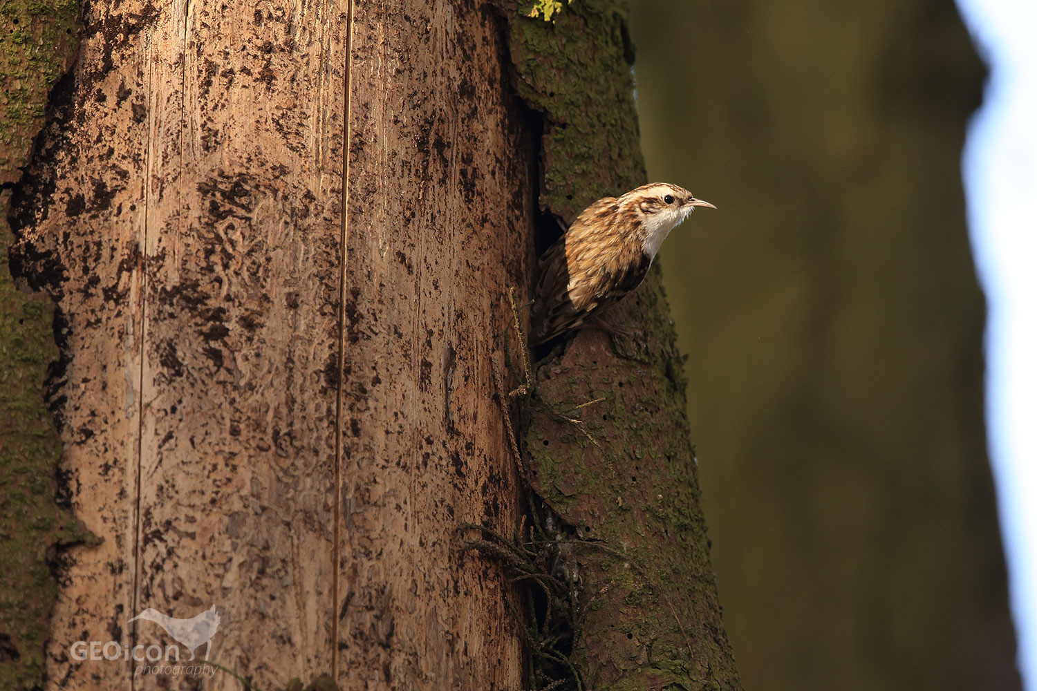 Short-toed treecreeper / šoupálek krátkoprstý (Certhia brachydactyla)