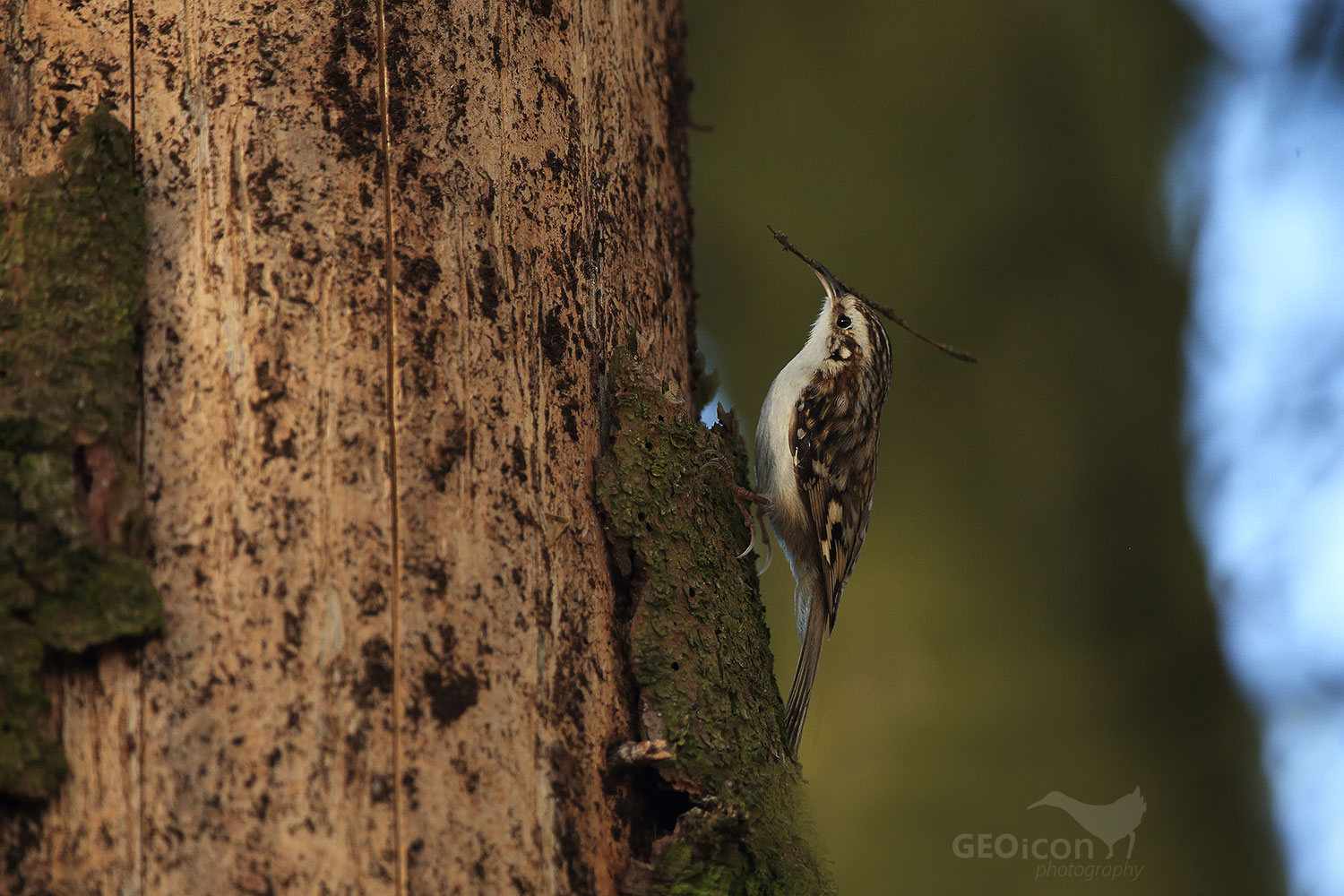 Short-toed treecreeper / šoupálek krátkoprstý (Certhia brachydactyla)