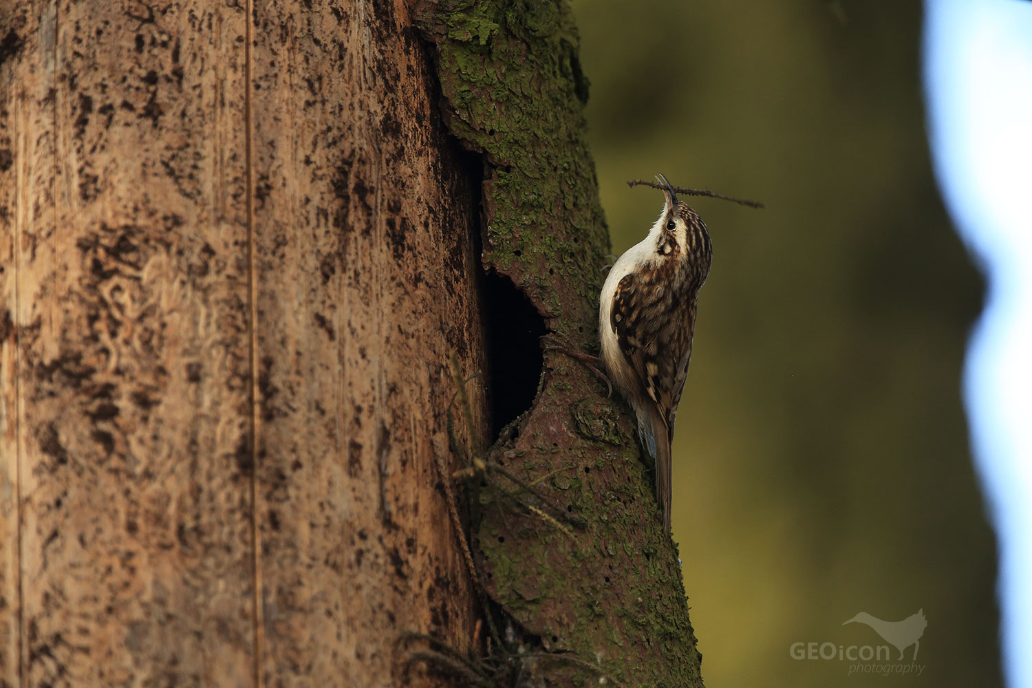 Short-toed treecreeper / šoupálek krátkoprstý (Certhia brachydactyla)