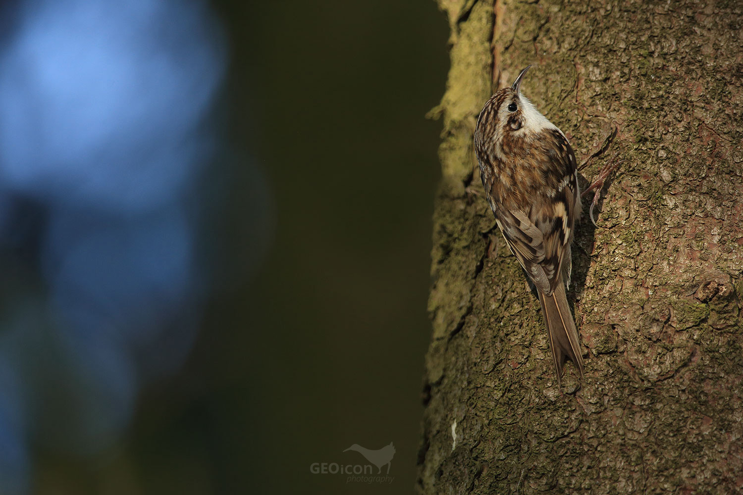 Short-toed treecreeper / šoupálek krátkoprstý (Certhia brachydactyla)