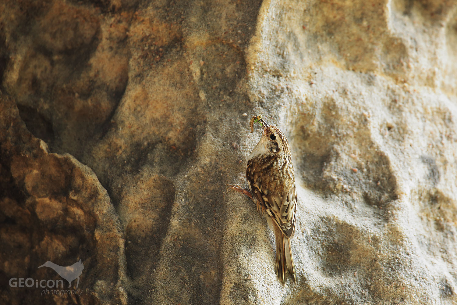 Short-toed treecreeper / šoupálek krátkoprstý (Certhia brachydactyla)