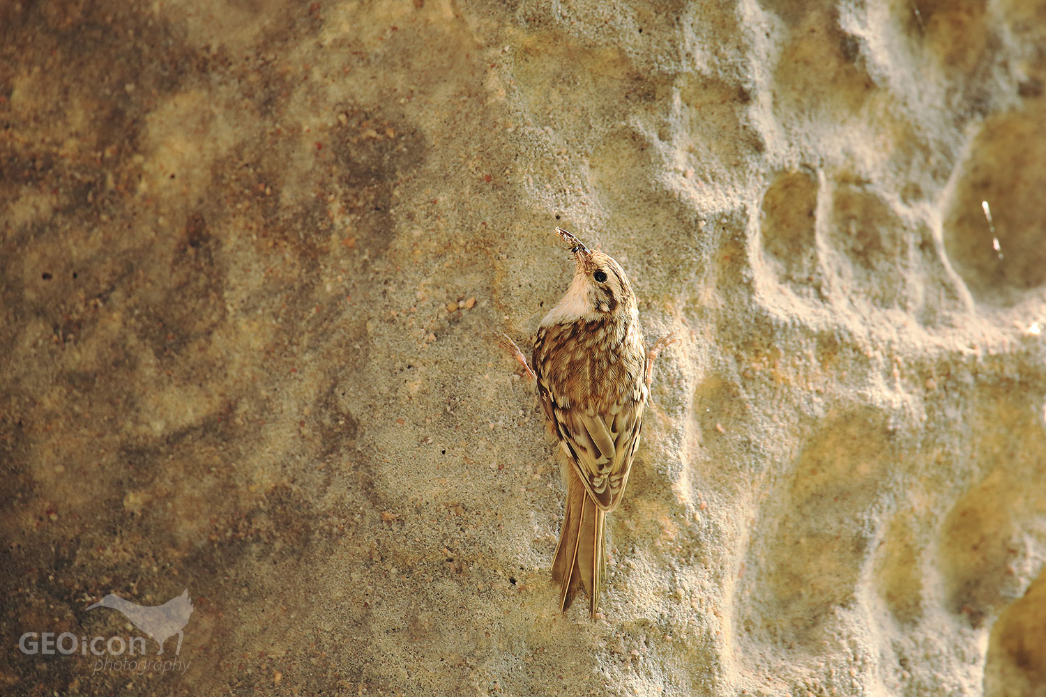 Short-toed treecreeper / šoupálek krátkoprstý (Certhia brachydactyla)