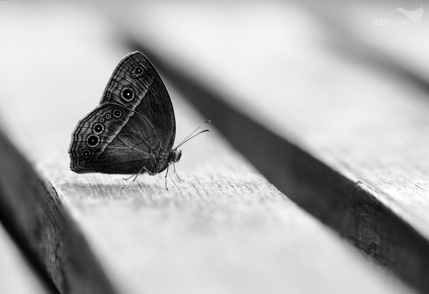 Tropical butterfly