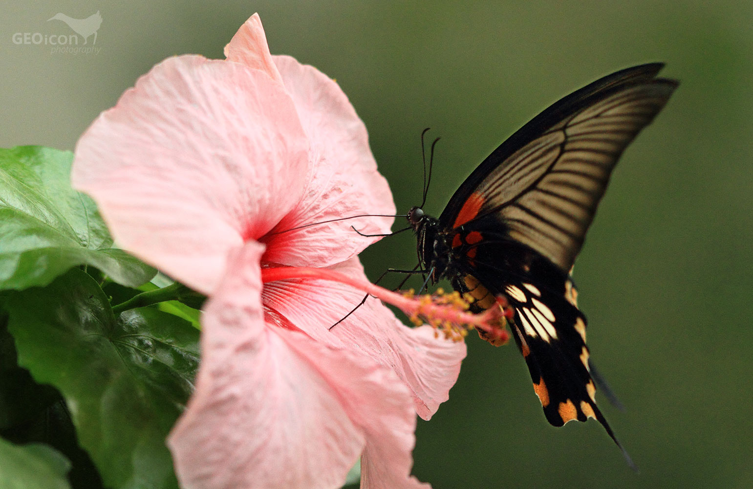 Tropical butterfly