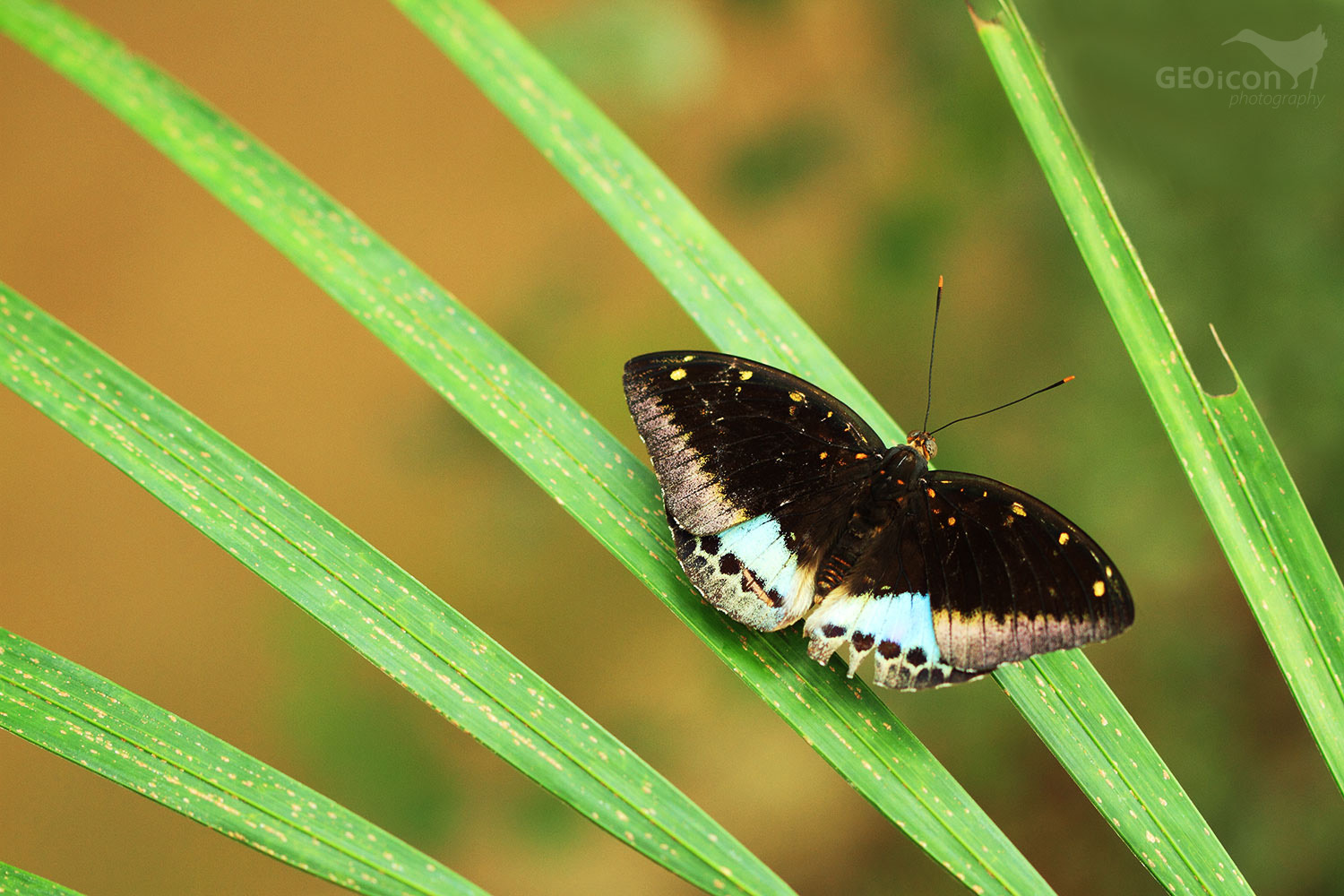 Tropical butterfly