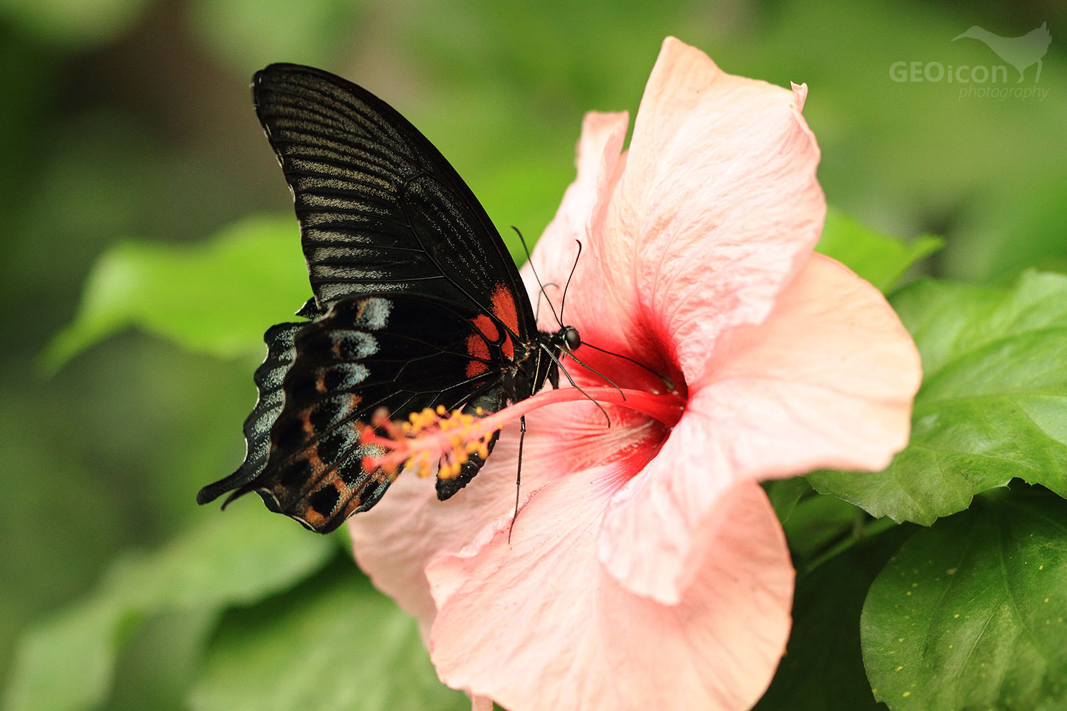 Tropical butterfly