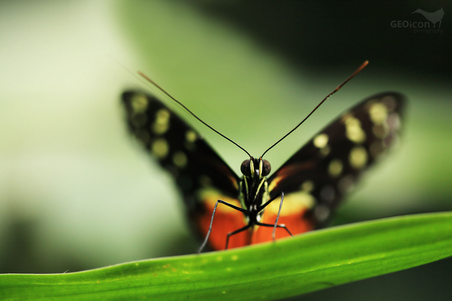 Tropical butterfly