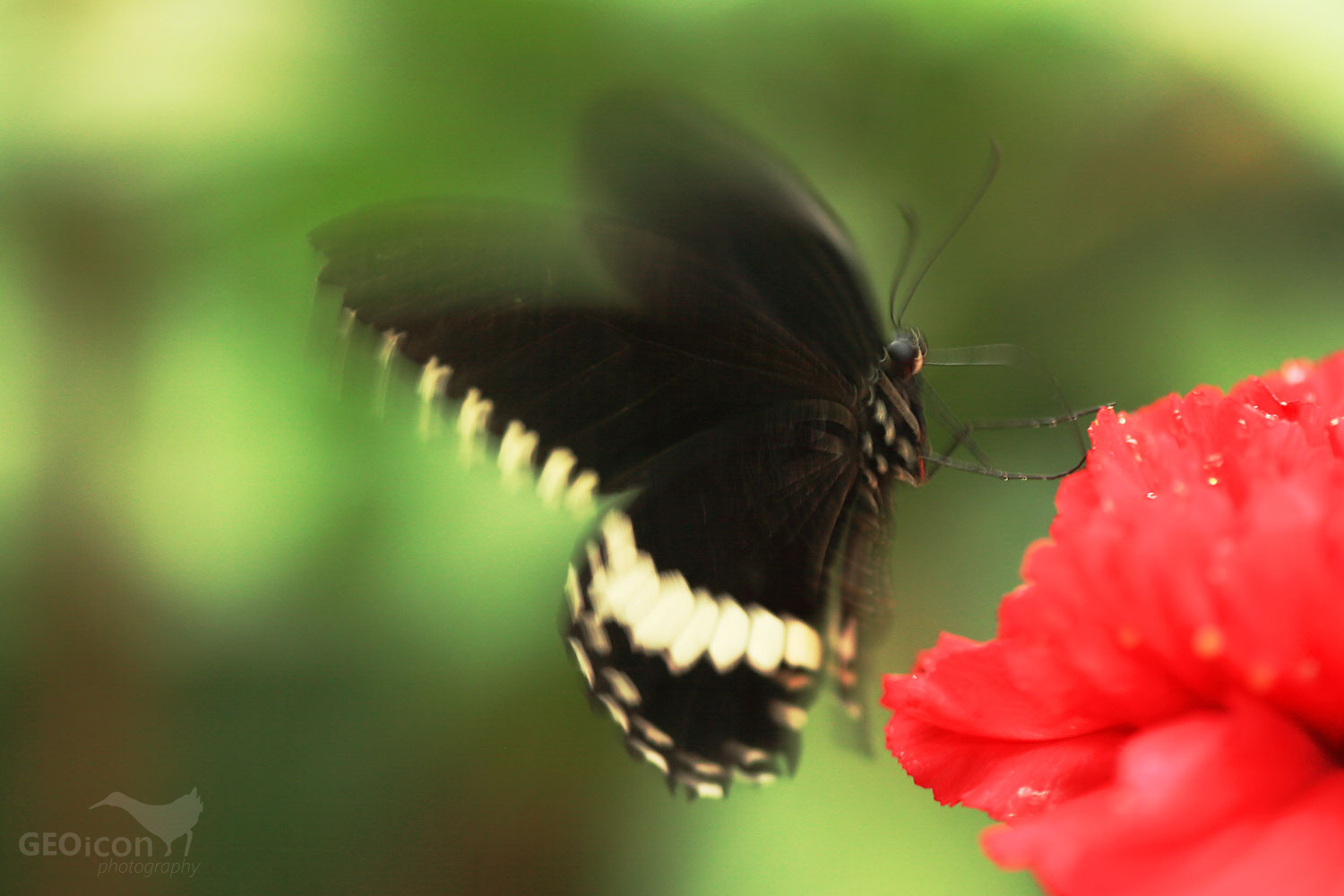 Tropical butterfly