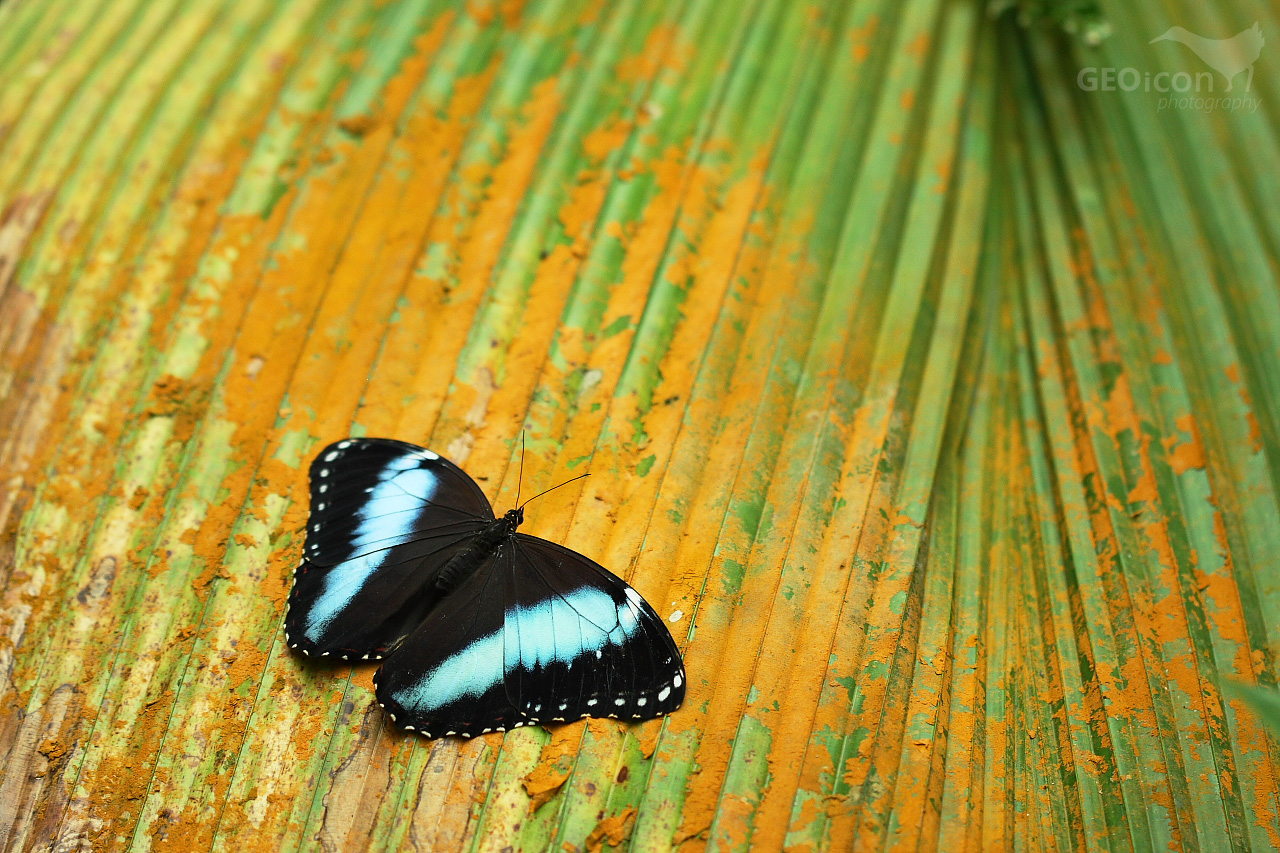 Tropical butterfly