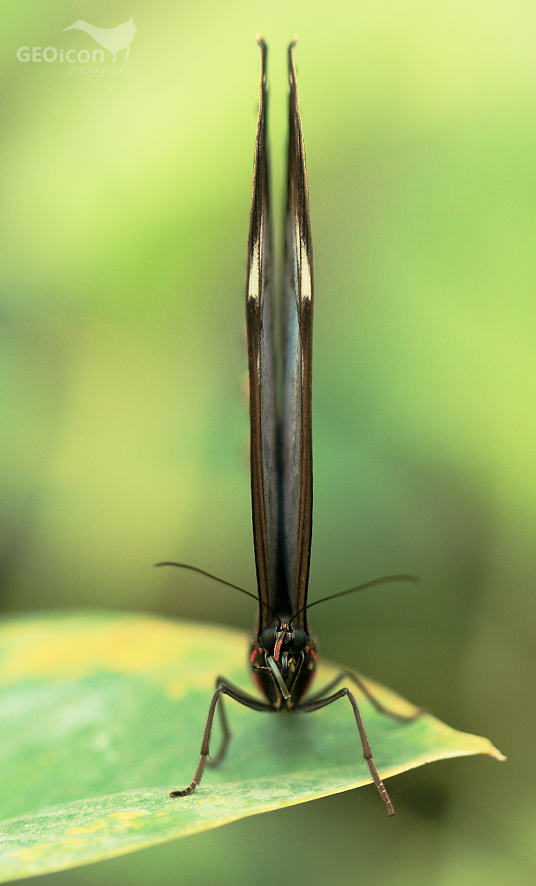 Tropical butterfly
