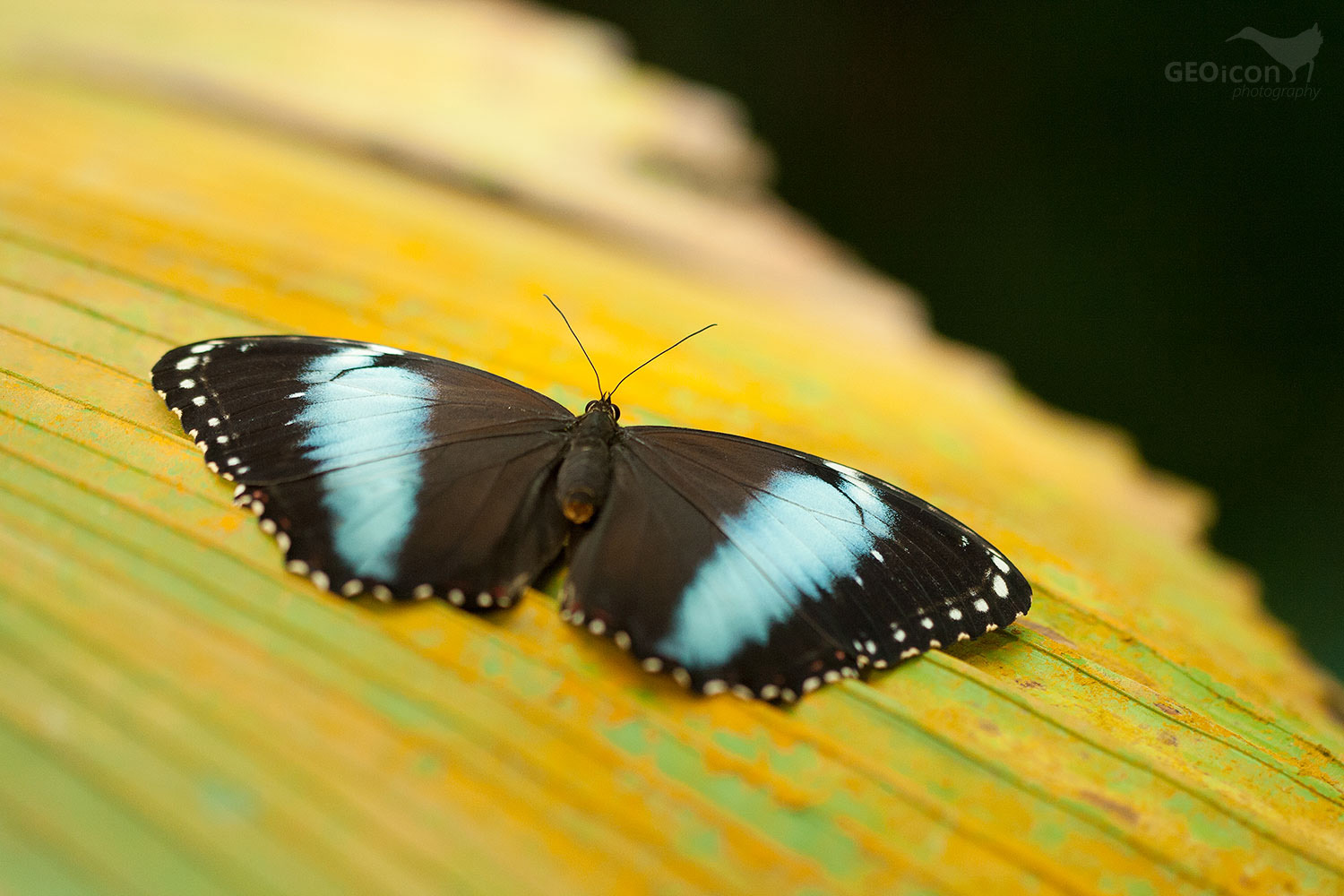 Tropical butterfly