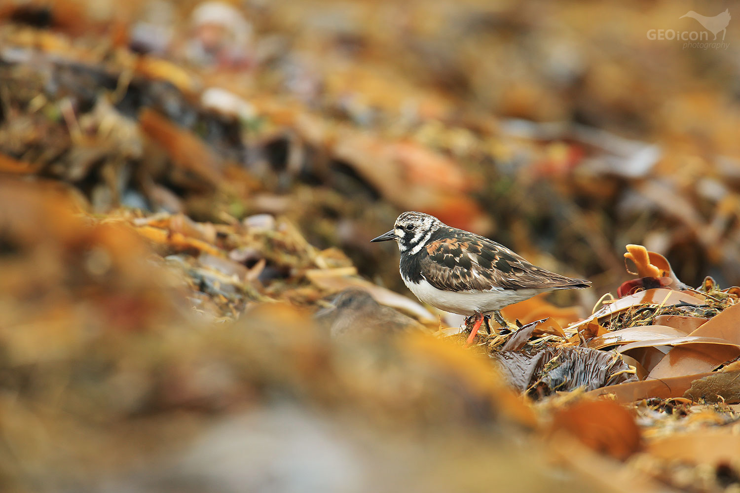 Turnstone / kameňáček pestrý (Arenaria interpres)
