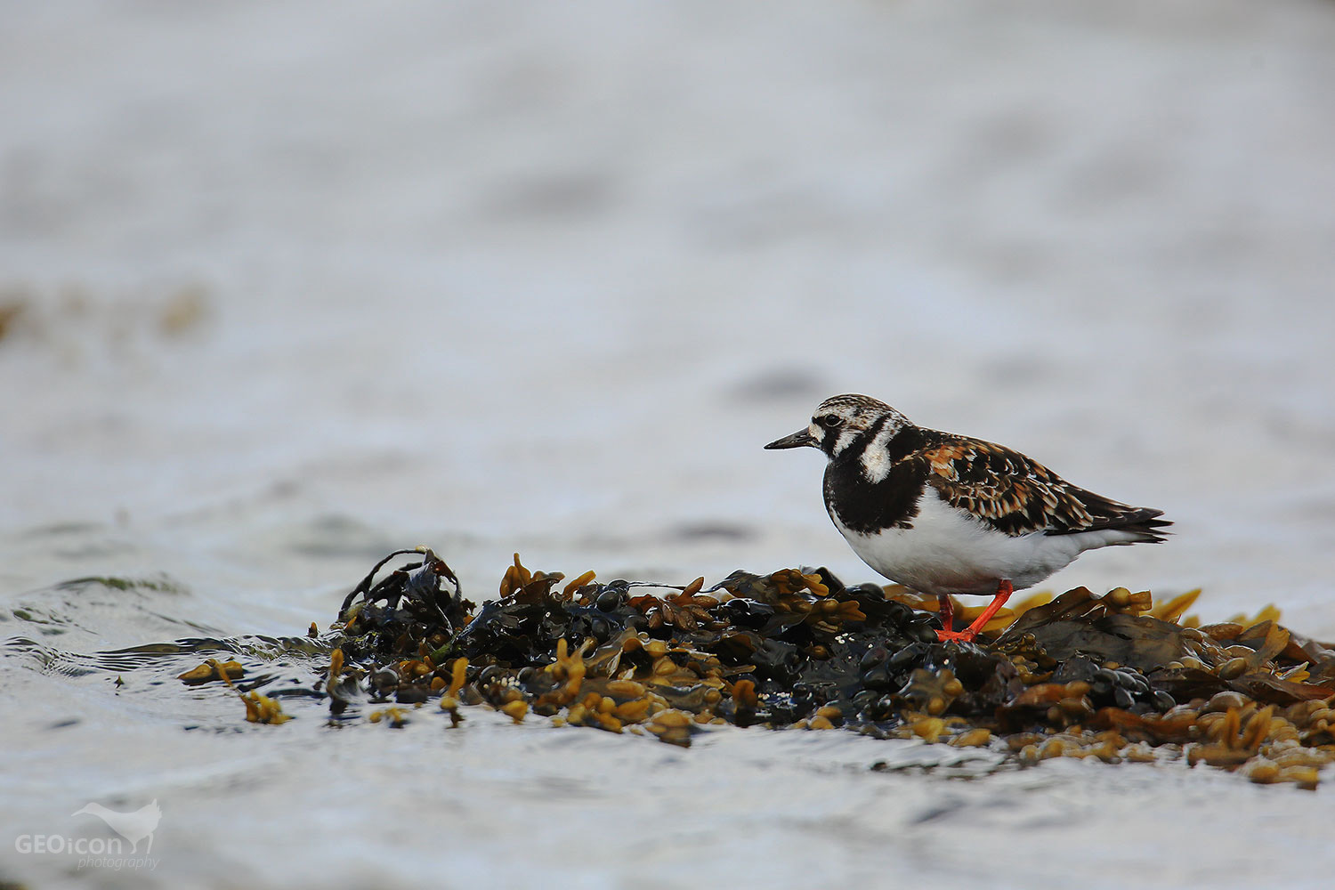 Turnstone / kameňáček pestrý (Arenaria interpres)