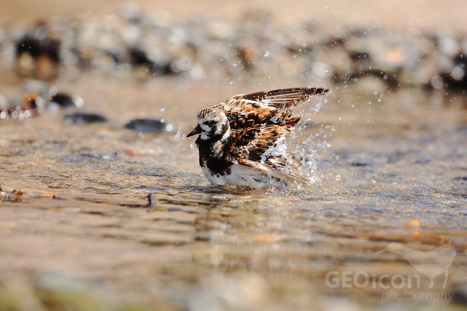 Turnstone / kameňáček pestrý (Arenaria interpres)