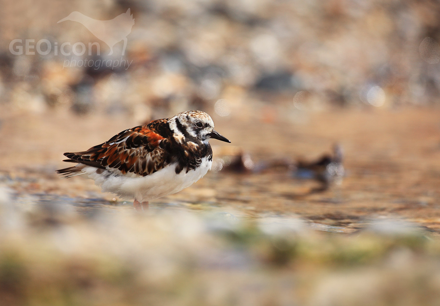 Turnstone / kameňáček pestrý (Arenaria interpres)
