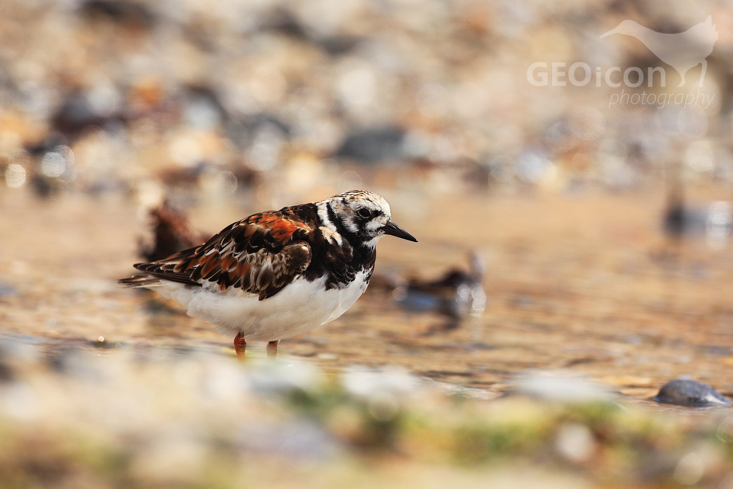 Turnstone / kameňáček pestrý (Arenaria interpres)