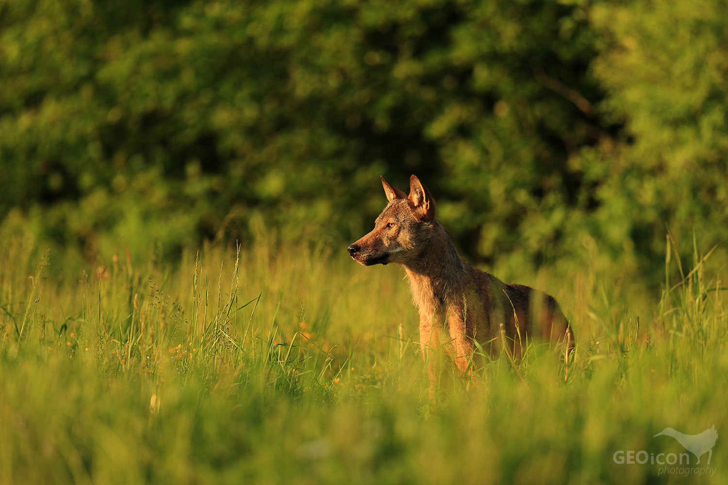 Volf / vlk obecný (Canis lupus)