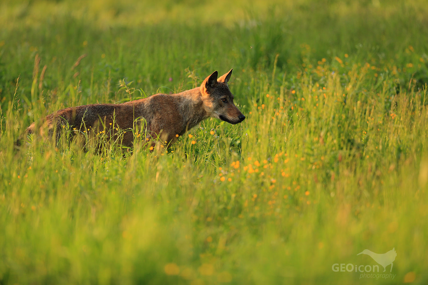 Volf / vlk obecný (Canis lupus)