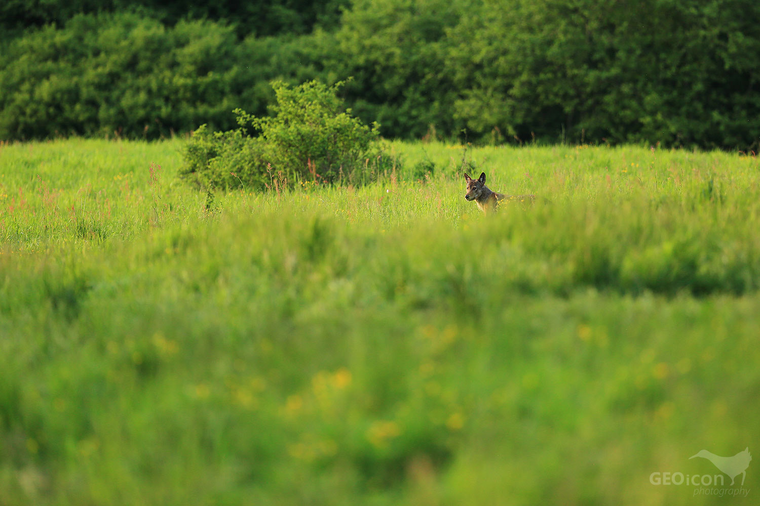 Volf / vlk obecný (Canis lupus)