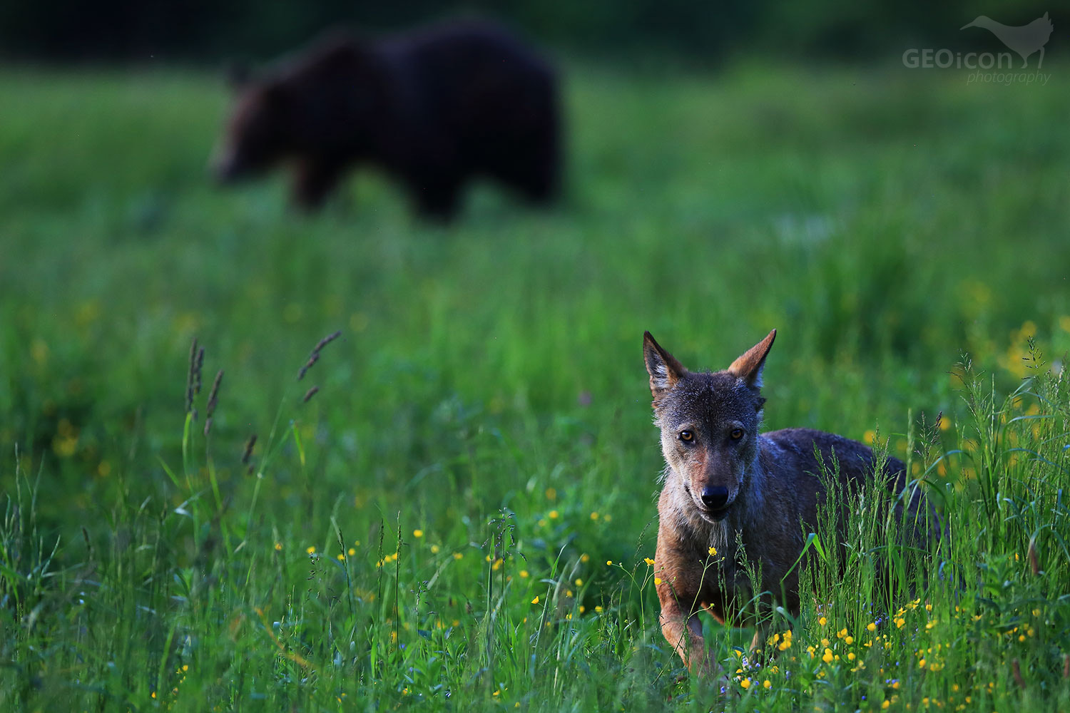 Volf / vlk obecný (Canis lupus)