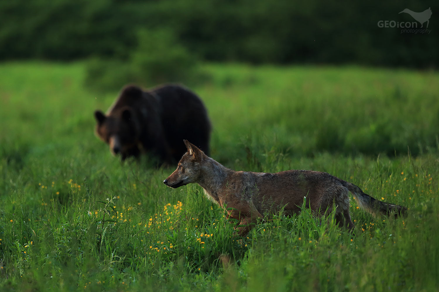 Volf / vlk obecný (Canis lupus)