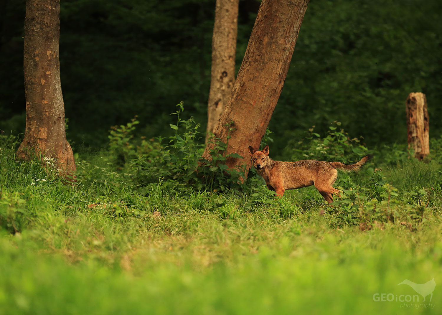 Volf / vlk obecný (Canis lupus)