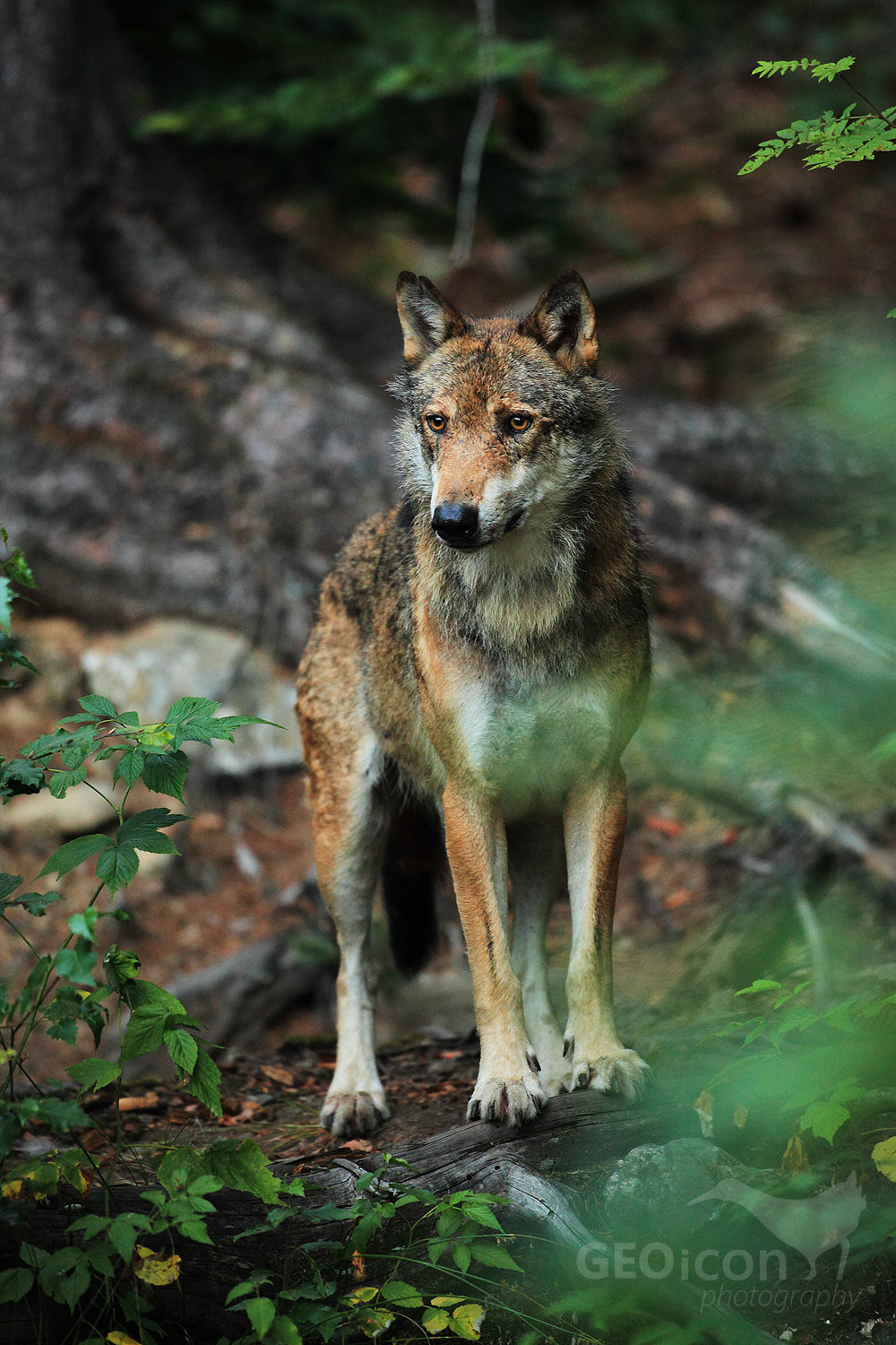 Volf / vlk obecný (Canis lupus)