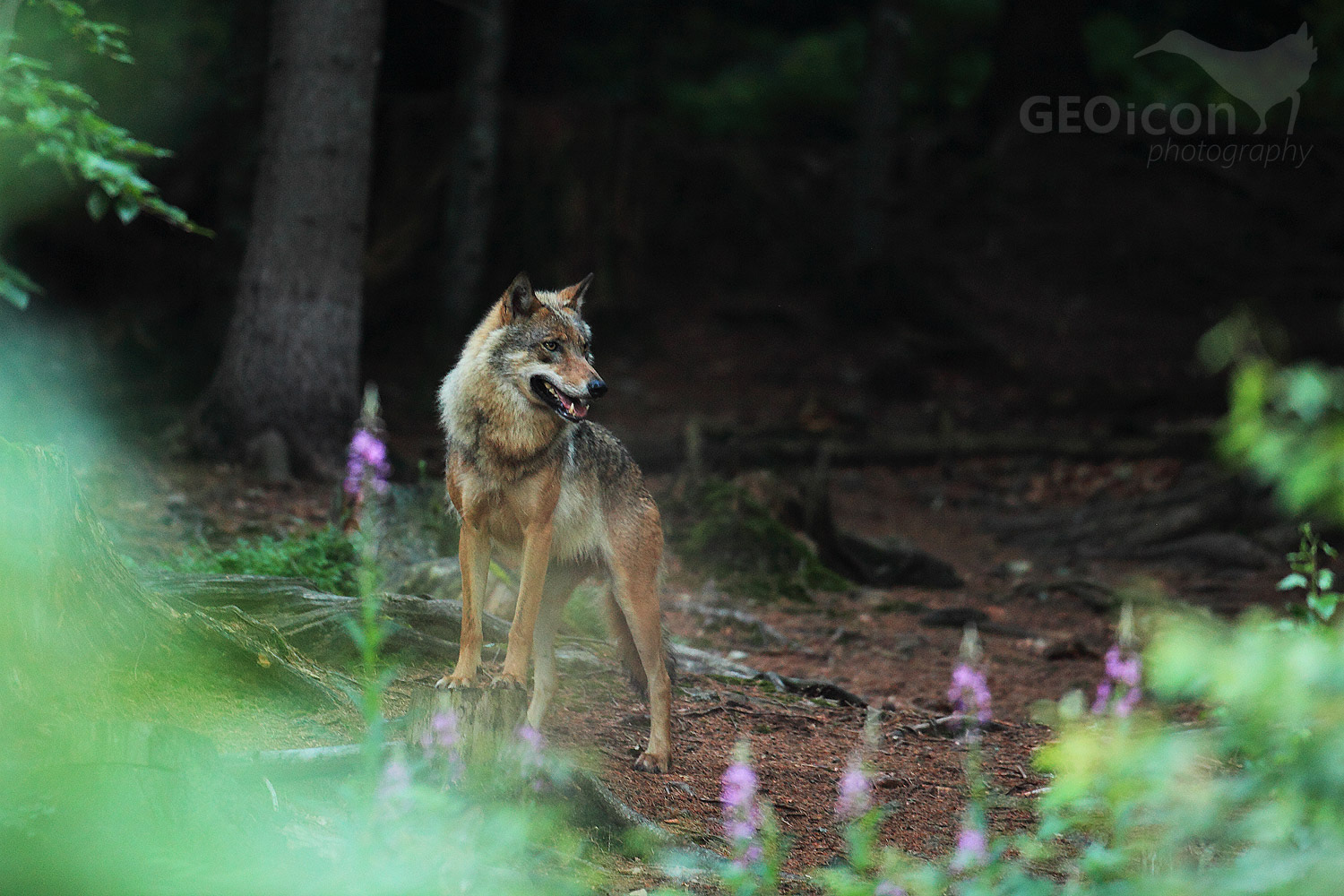 Volf / vlk obecný (Canis lupus)