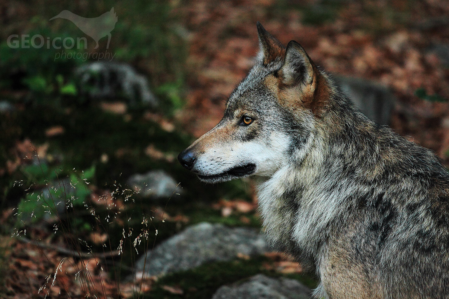 Volf / vlk obecný (Canis lupus)