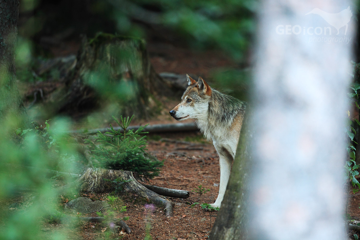 Volf / vlk obecný (Canis lupus)